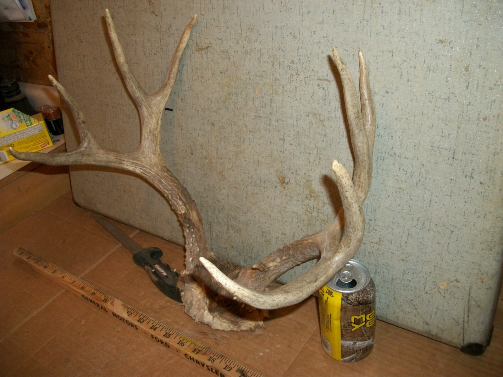 FRESH TALL 10 POINT MULE deer rack antler horn taxidermy man cave LOG CABIN den