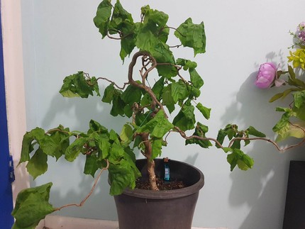 CORYLUS AVELLANA CONTORTA plant - bonsai tree.