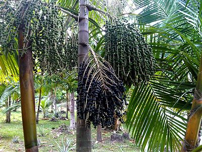 ACAI powder 16oz (453g) Wild Harvested Superfruit Kosher Omega3 SoFruta