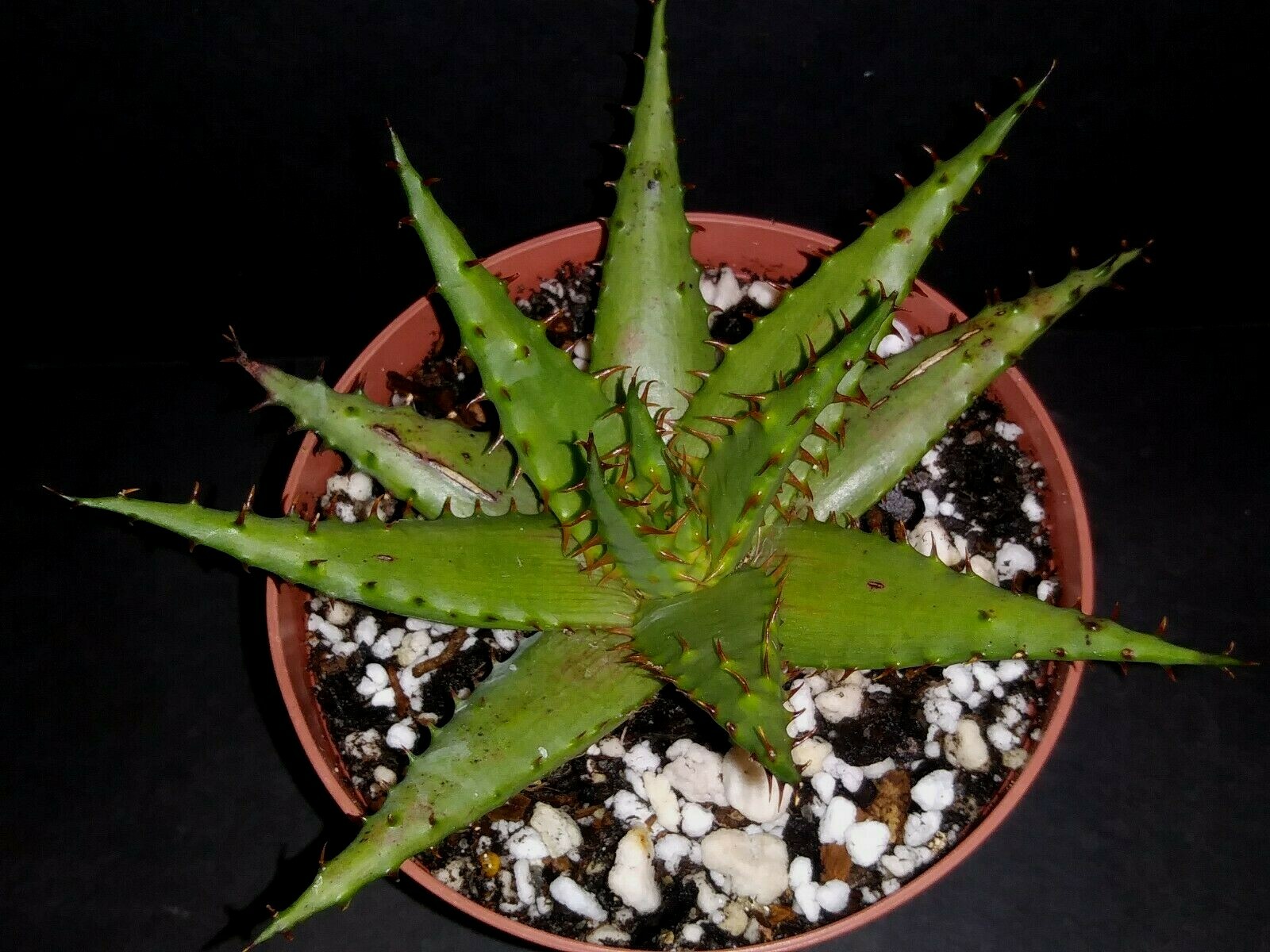 Aloe broomii var. tarkaensis  rare exotic succulent