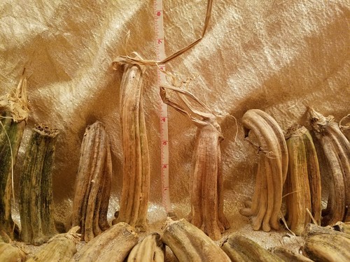 50 DRIED PUMPKIN STEMS FOR CRAFTING HALLOWEEN FALL GOURDS LOT B2