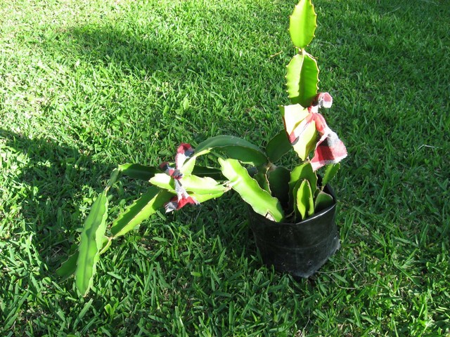 Dragon Fruit Plants both red and white for sale Plants