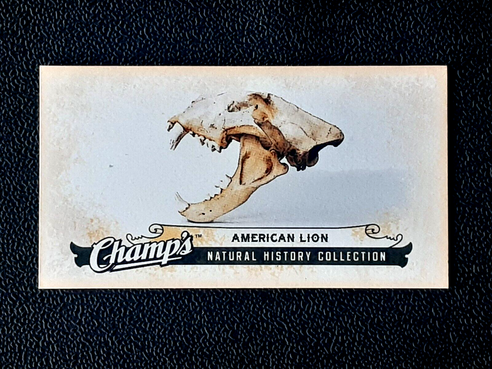 シカゴ 2008-2009年版 AMERICAN LION 2008-09 UPPER DECK CHAMP'S MINI 08-09 NO C302