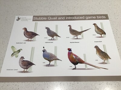 HUNTING POSTER, GUNS RIFLES BULLETS BERETTA TIKKA WINCHESTER SPIKA 4x4 ARB TJM5
