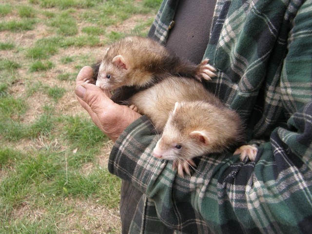 FERRETS FOR SALE | Pet Products | Gumtree Australia ...