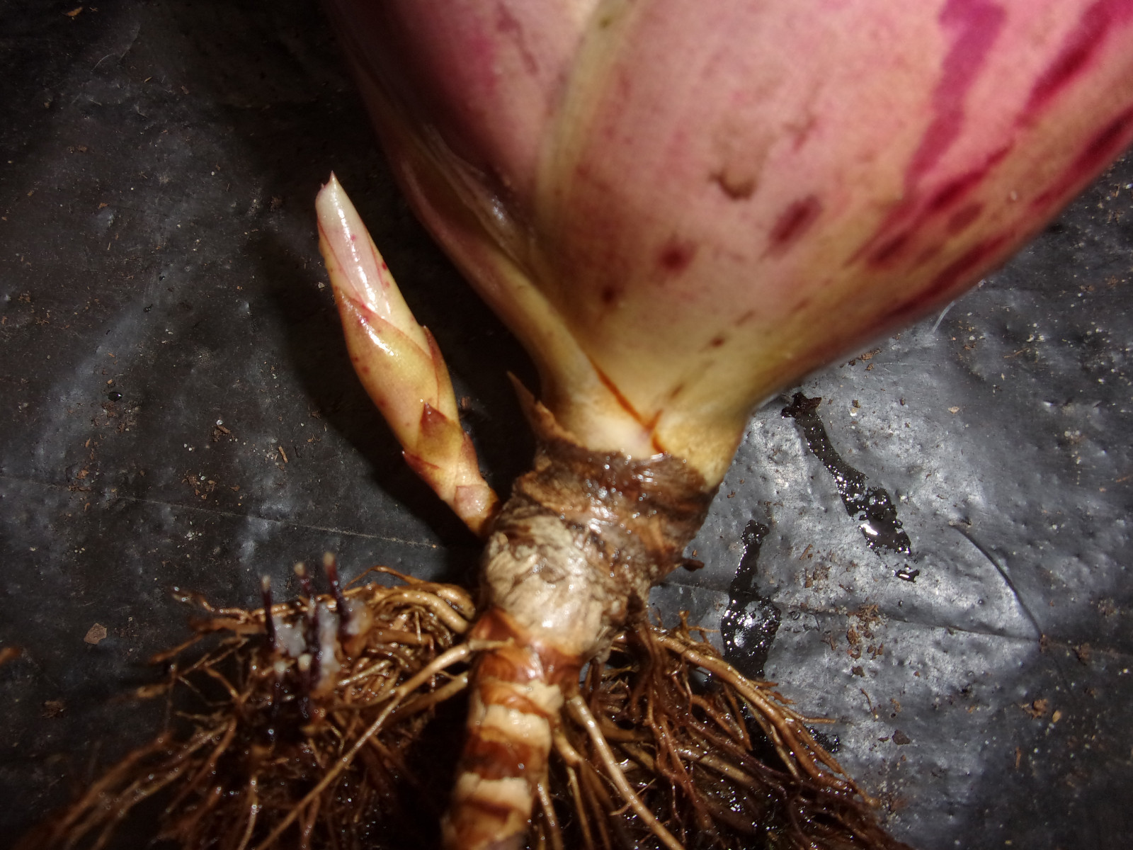 Bromeliad NEOREGELIA STRAWBERRY SHORTCAKE  MATURE UNBLOOMED WITH OFFSET