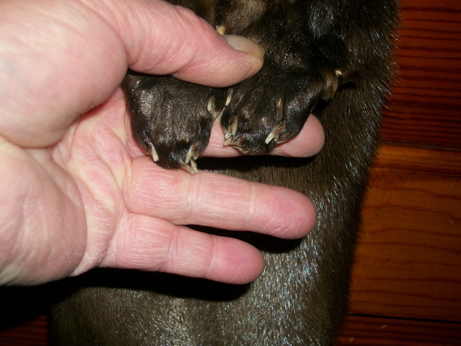 HUGE tanned RIVER OTTER fur pelt skin 4 FEET CLAW taxidermy craft cites TAG OF4