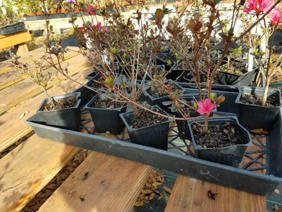 Azalea, Hino Crimson, red flowers, good for bonsai