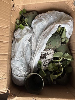 Fotos del artículo de un comprador verificado