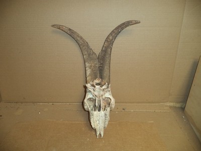 Real  Goat/Ram  Skull/Horns  16