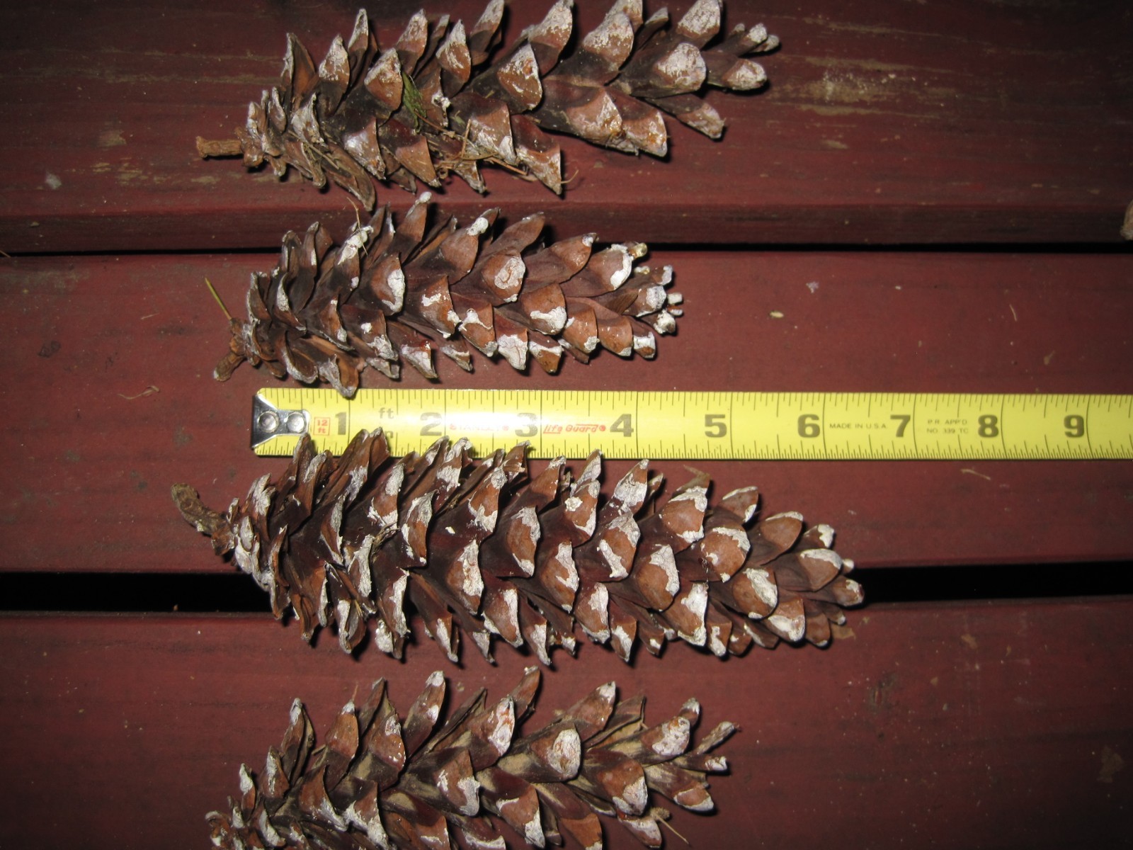 50 large white pine cones, 4-7