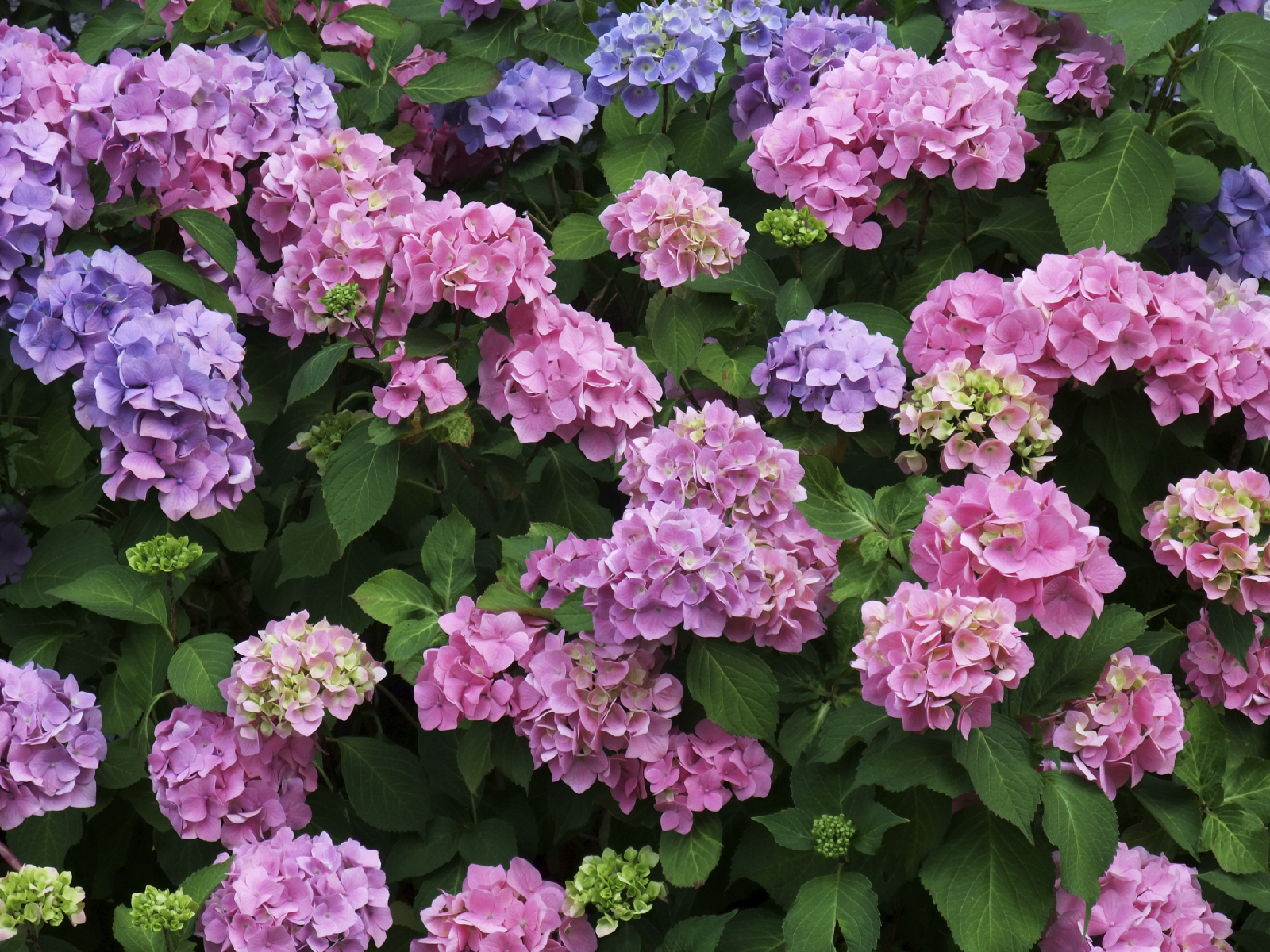 Hydrangea macrophylla Bouquet Rose 25-30cm Tall In 2L Pot ...