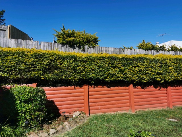 Hedging small trees for free | Plants | Gumtree Australia Brisbane