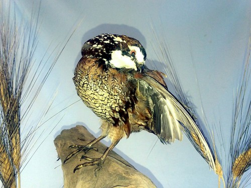 bobwhite Quail Taxidermy 3 Bird Centerpiece Large Display.