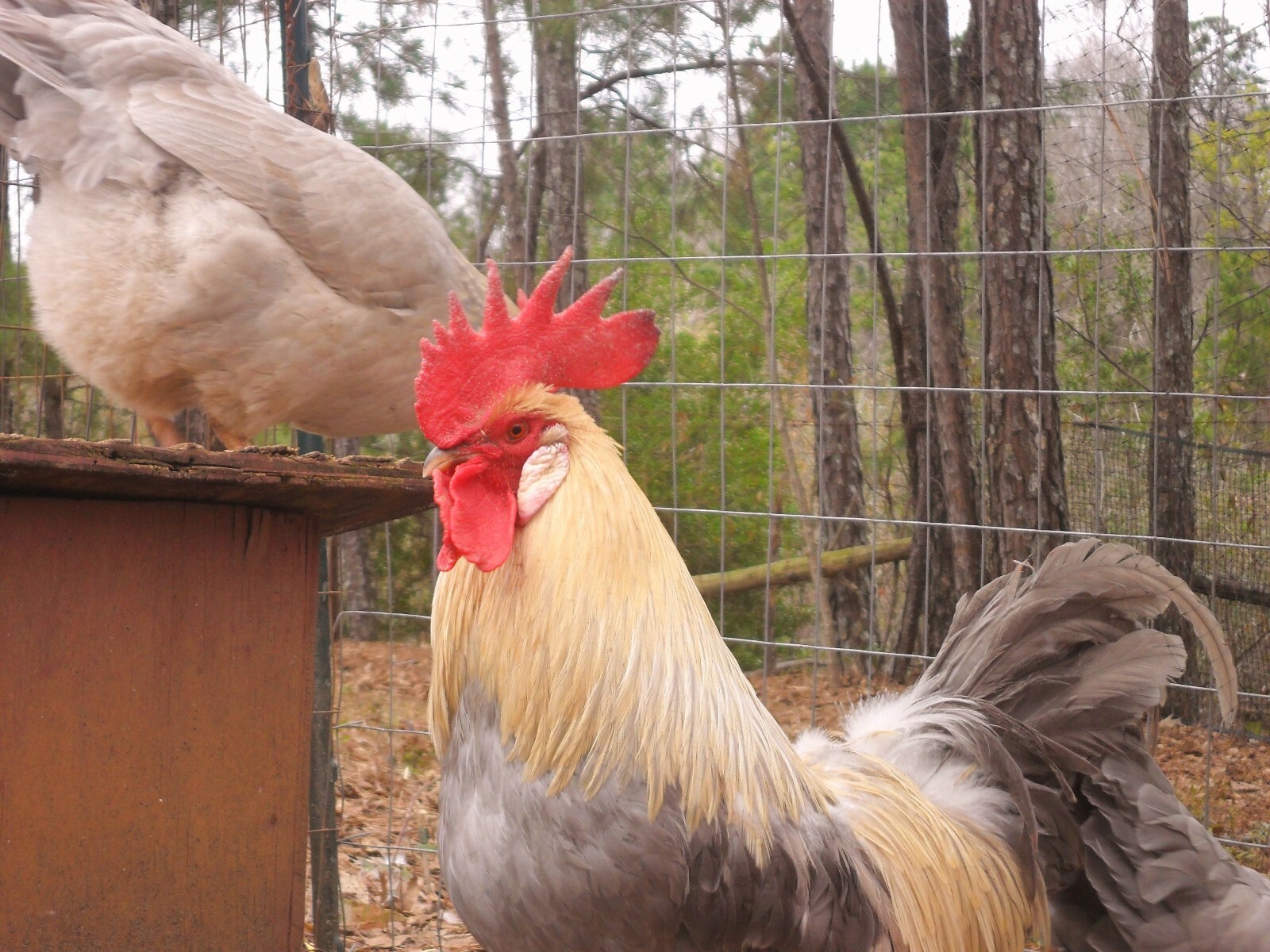 Isabella Leghorn Hatching Eggs  6++