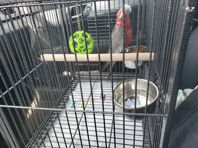 Parrot Cage for sale in South Africa | 58 second hand Parrot Cages