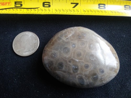 Petoskey Stone. 3.45 OZ. Ultra Polish.
