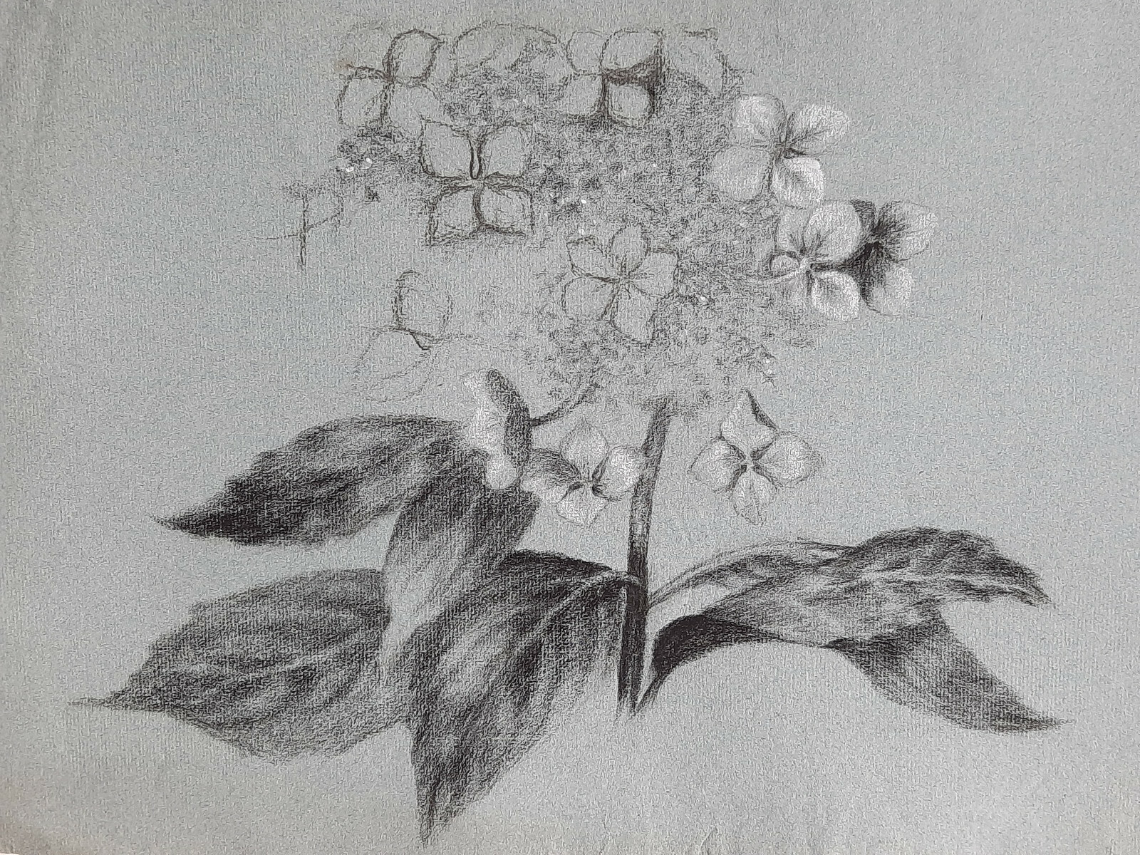 BOTANICAL ART 【import品】 il_fullxfull.751664777_lnhc.