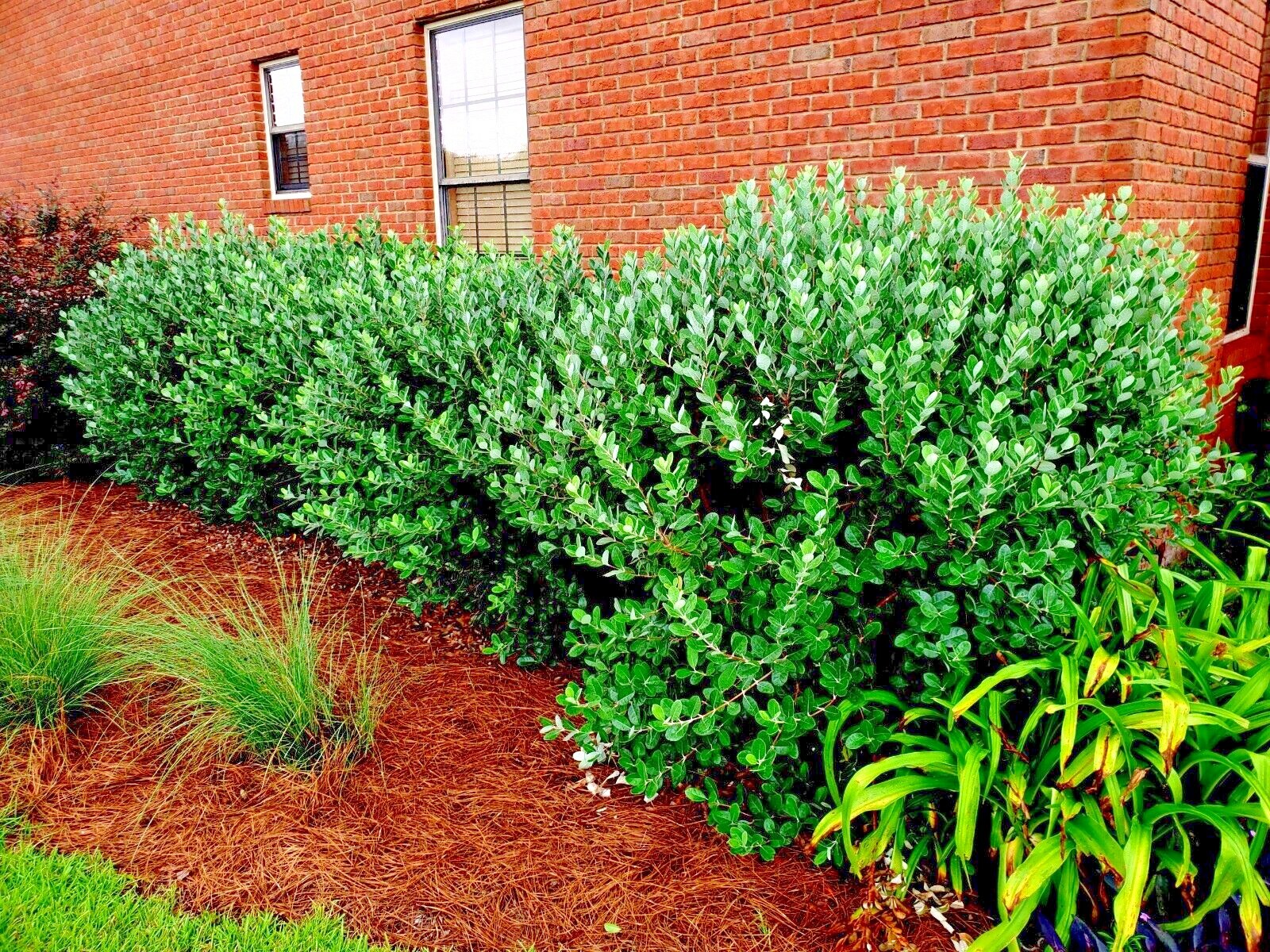 20 PINEAPPLE GUAVA TREE SEEDS "Brazilian Fig Guava Fruit" Tropical Flower Plant