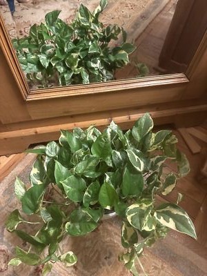 经认证买家提供的物品图片