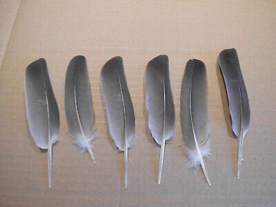 10  Taubenfedern, Naturfedern , 17 cm, Basteln Floristik