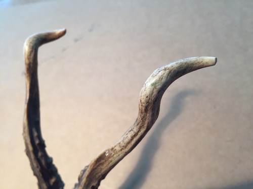 Vintage German Roe deer mount Antlers Black Forest