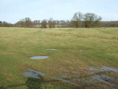 Photo 12x8 Puddles and sheep Belton Park  c2010