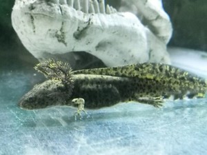 Axolotl juveniles for sale (Mexican walking fish) | Fish | Gumtree