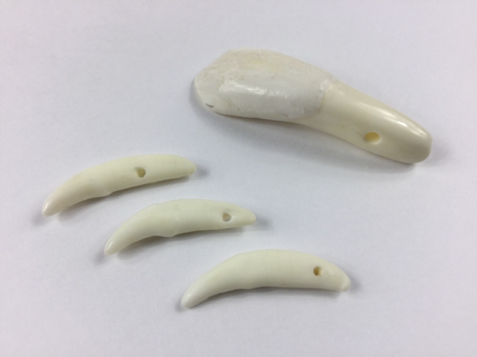 Buffalo & Coyote Tooth Beads 4pcs. Crafts Jewelry Making