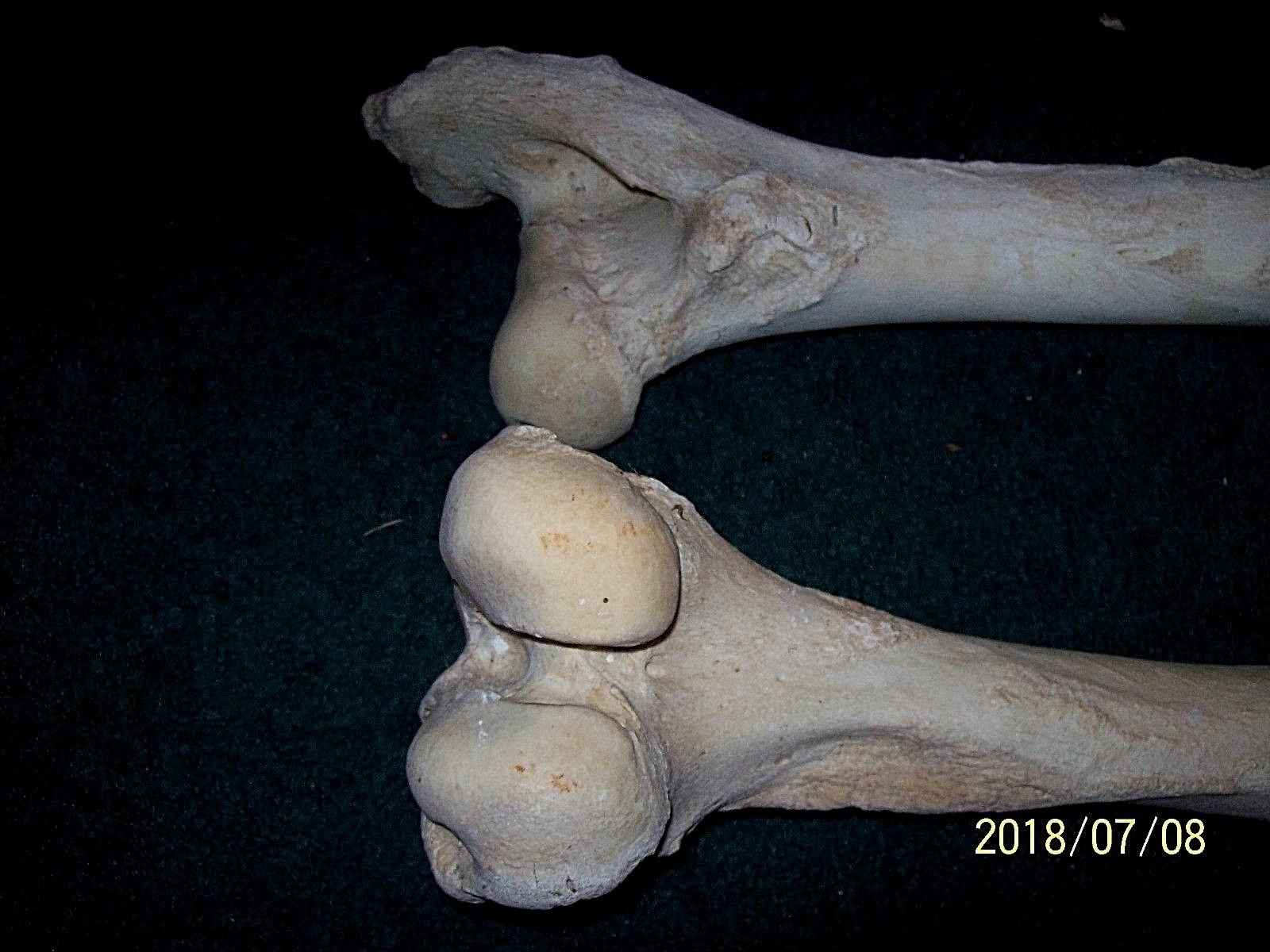 2 REAL COW LEG BONES - ART PROJECTS