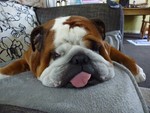 kendabulldog