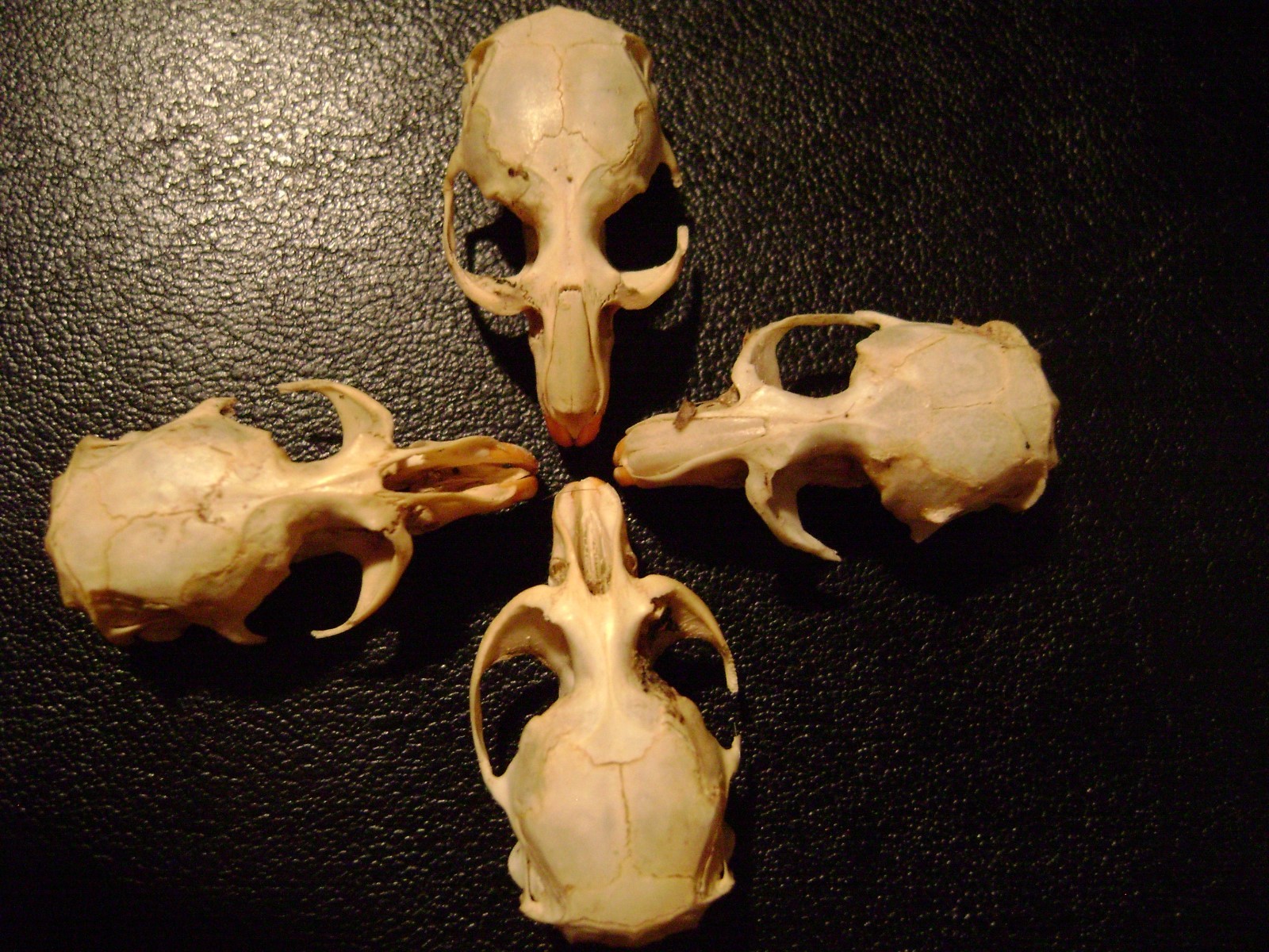 4 REAL MOUSE SKULLS for steampunk jewelry or magic wands TAXIDERMY LOT bones