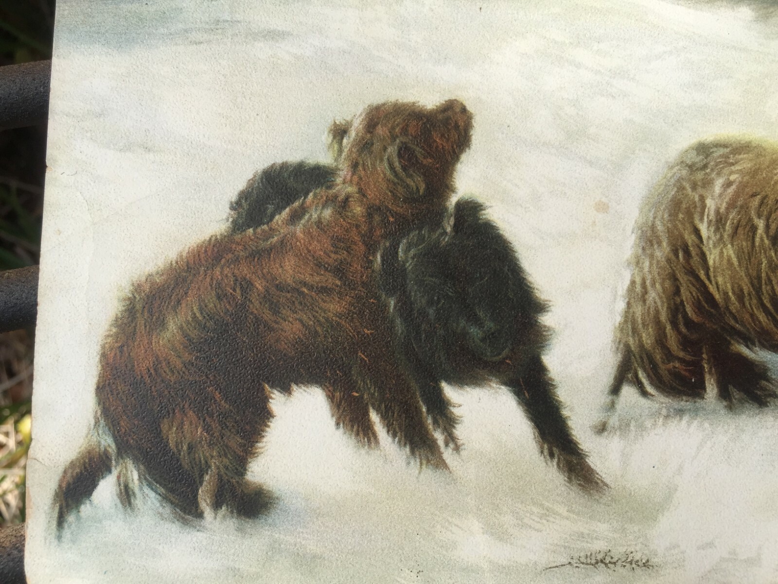 Victorian 19th Century Lost in the Storm Sheep Dogs Antique Sheepdog Breed Print