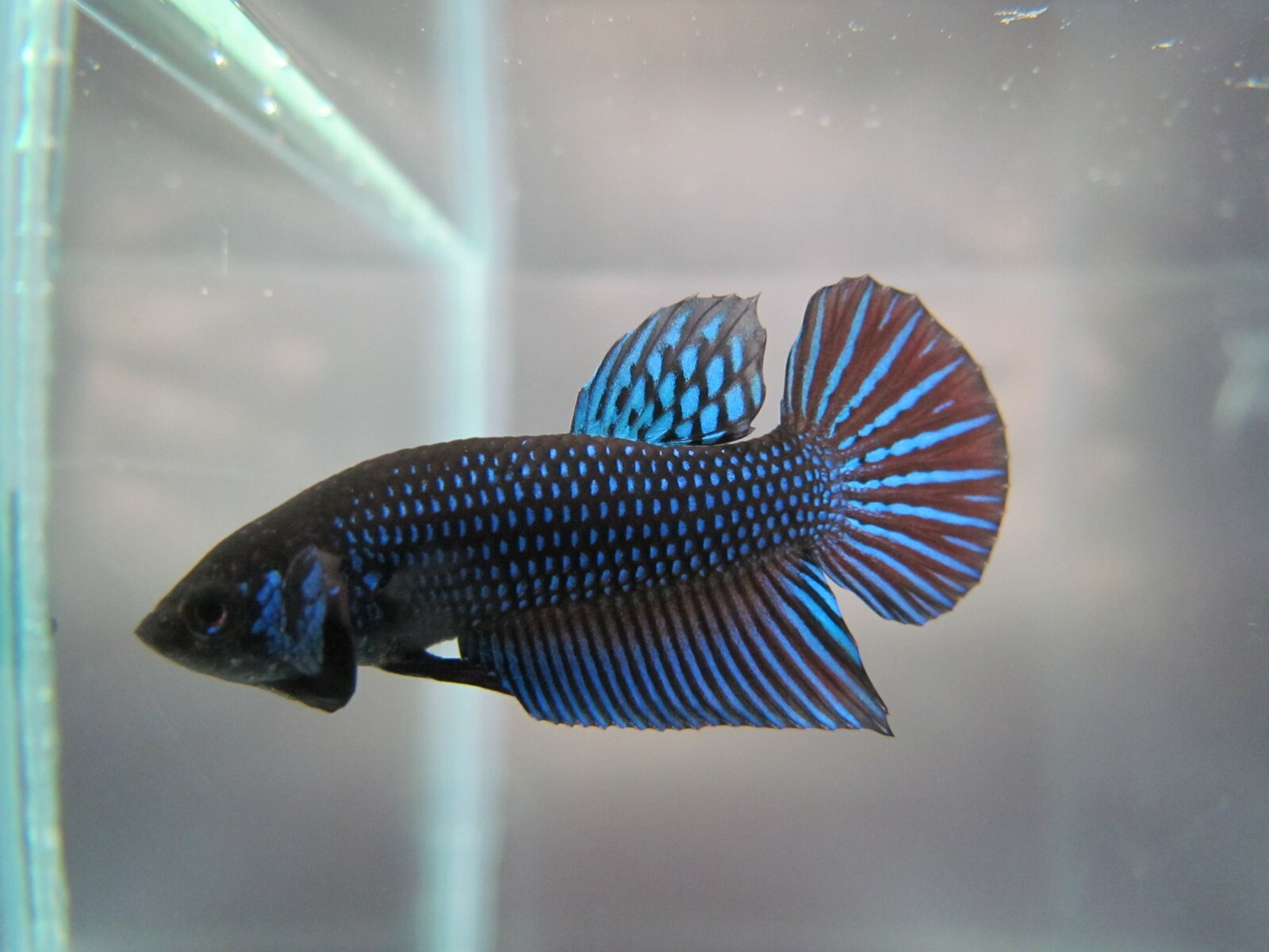 wild type betta for sale
