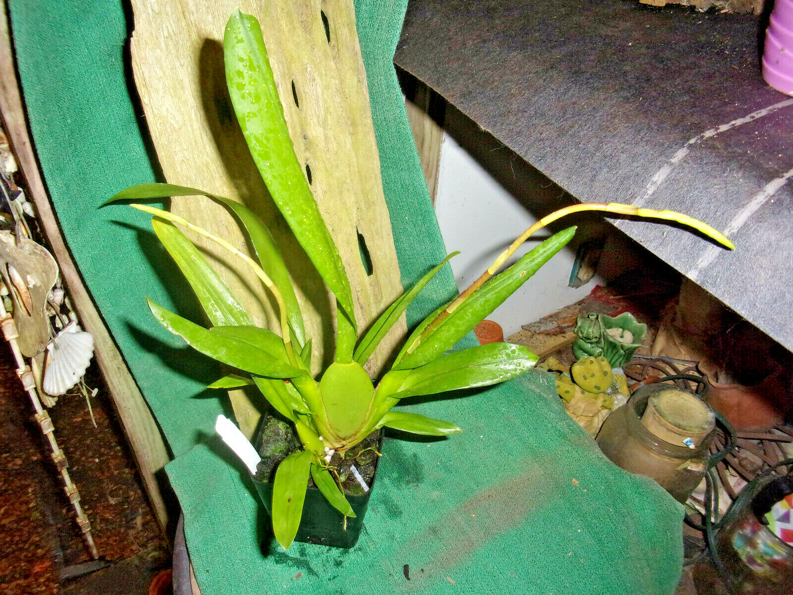 BROMLADY ORCHID WILS   FIRECAT  KING SNAKE  TWO SPIKES    BUY NOW I SHIP NOW