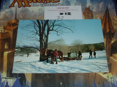 maple sugar sap horses sleigh vermont dog clydesdale harvesting