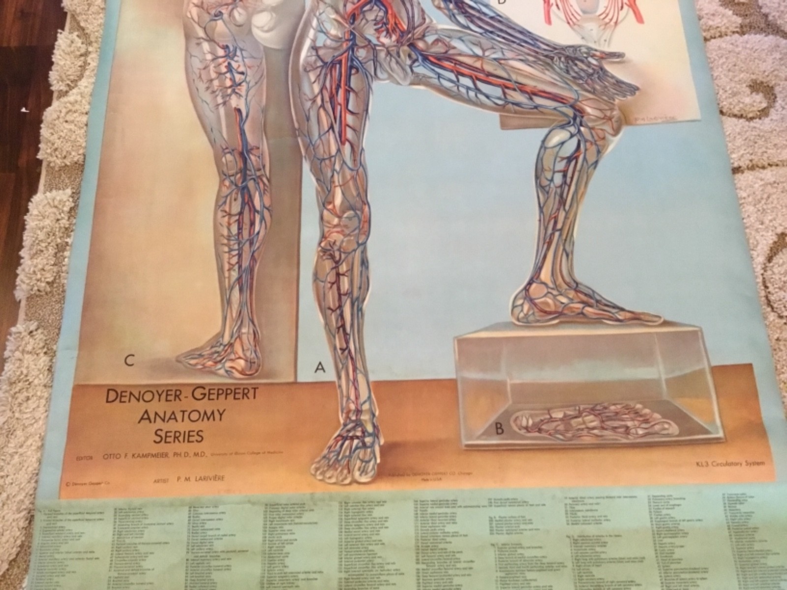 VINTAGE DENOYER GEPPERT PM LARIVIERE ANATOMY SERIES CIRCULATORY SYSTEM PULL DOWN