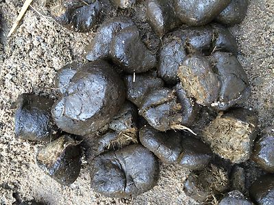 40 Liter Pferdeäpfel Pferdemist Biodünger Rosendünger Naturdünger Blumendünger