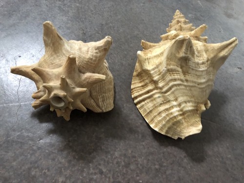 Strombus Gigas Pink Conch Sea Shell Seashell Lot