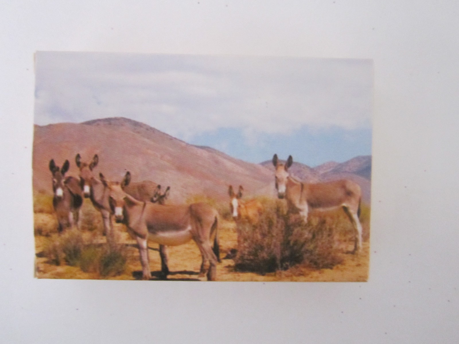 New Plastic COATED Donkey Playing Cards Boxed W/ Photo PEACEFUL VALLEY RESCUE