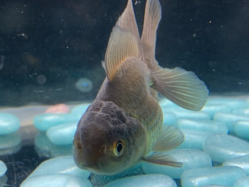 Live Thai Bronze Color Oranda Fancy Goldfish #10 Fish Video Included