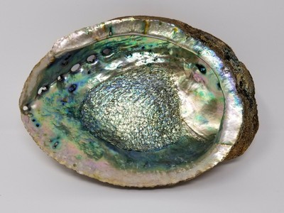 3/" #7116 2 1//2/" 50 PCS NATURAL RED ABALONE SEA SHELL ONE SIDE POLISHED