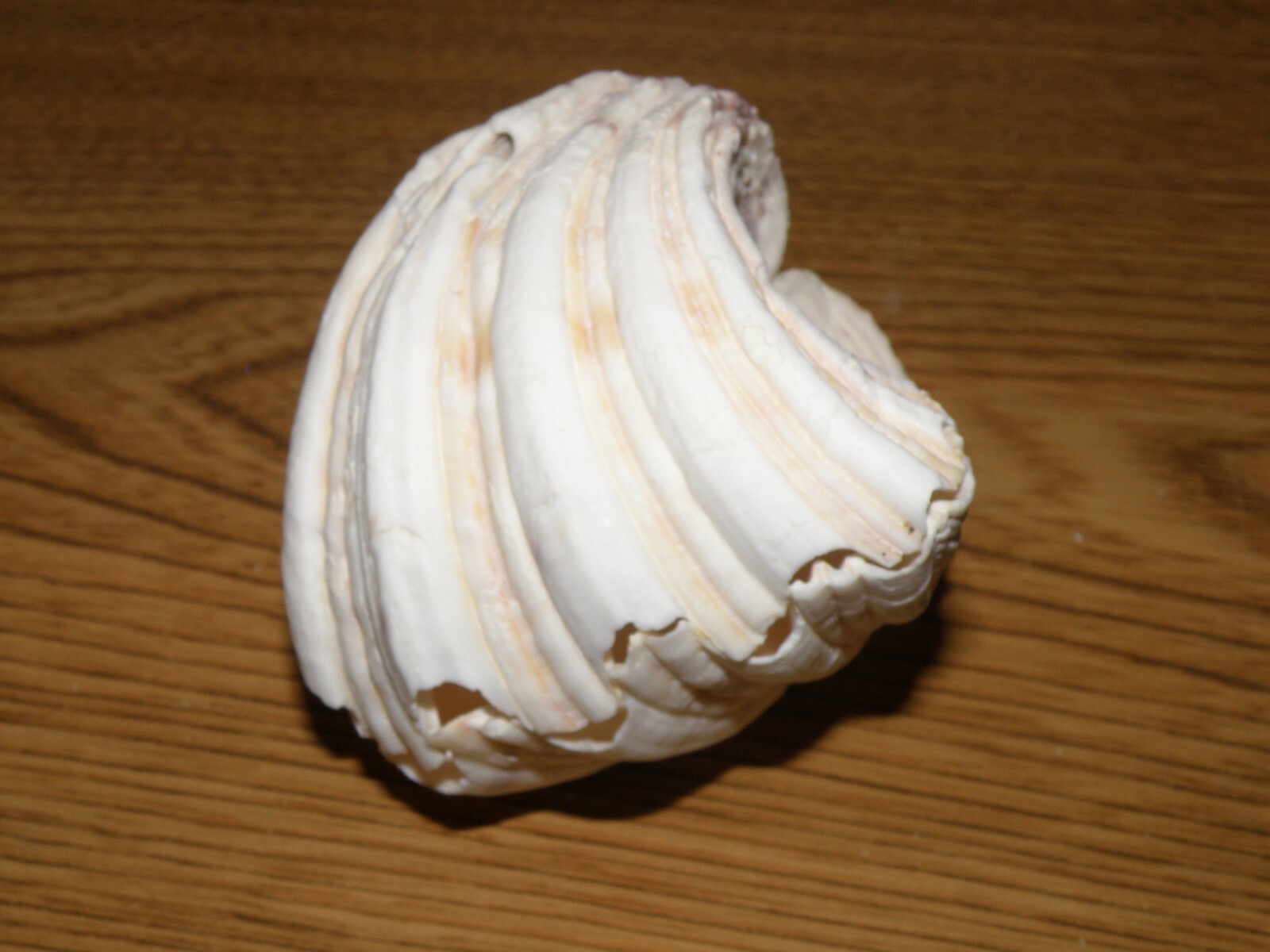 White Fluted Clam shell pair 5