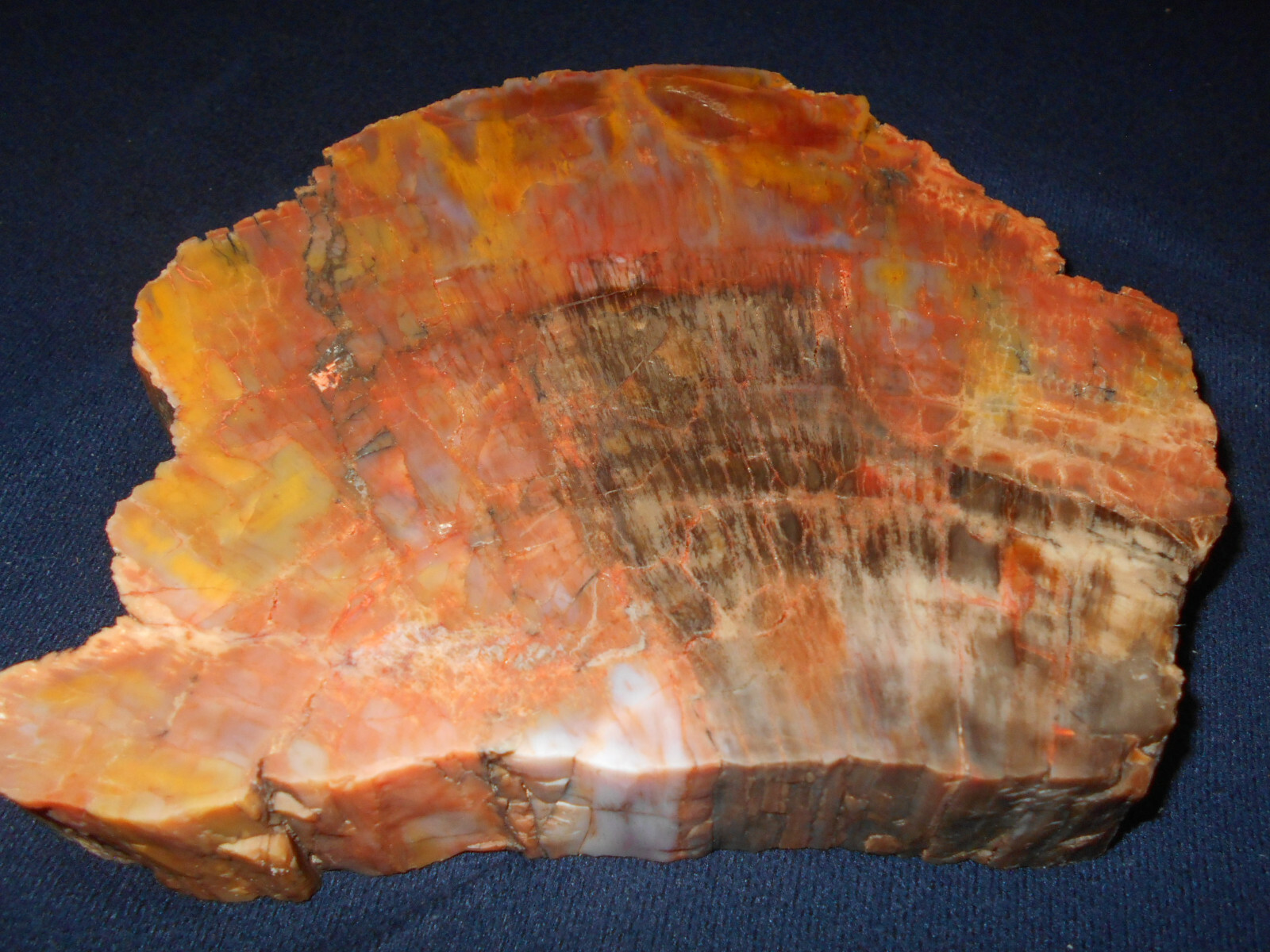 ARIZONA RAINBOW PETRIFIED WOOD NAZLINI POLISHED THICK SLAB   111