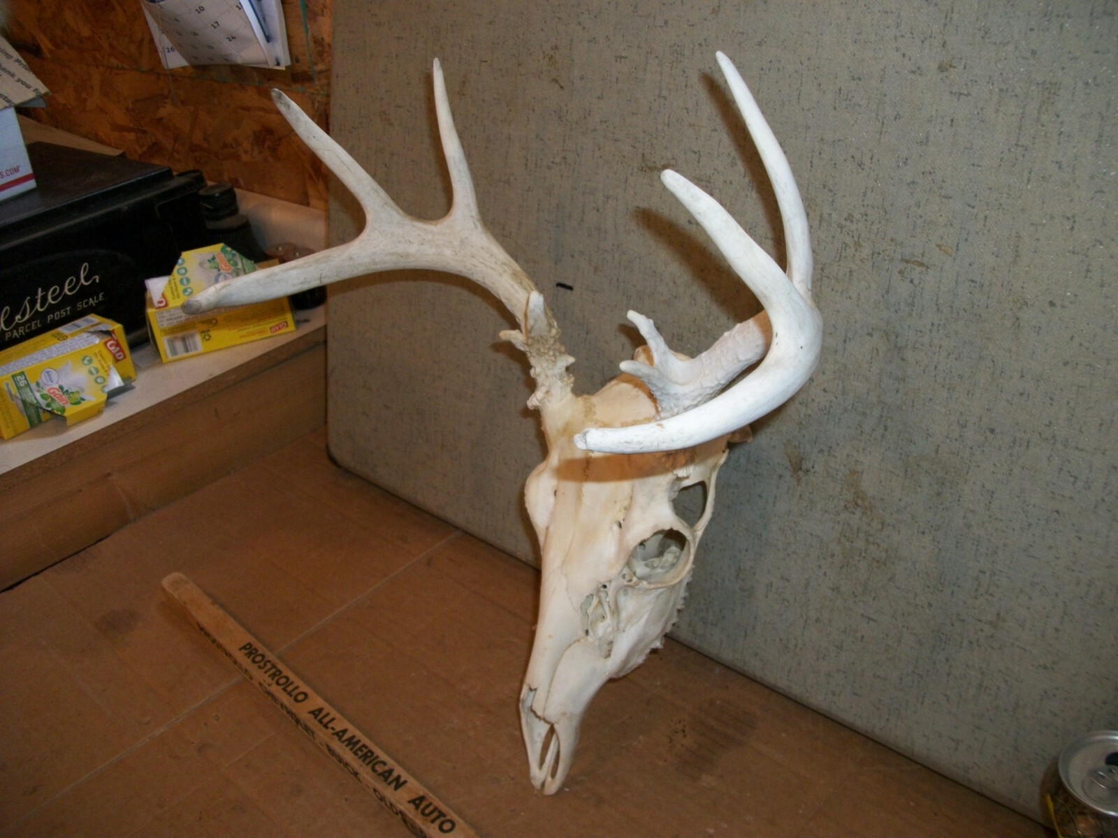 CUTE 10 POINT WHITETAIL deer rack SKULL antler horn taxidermy european MOUNT 5X5