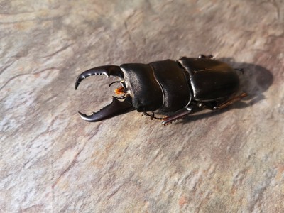 giant stag beetle backpack