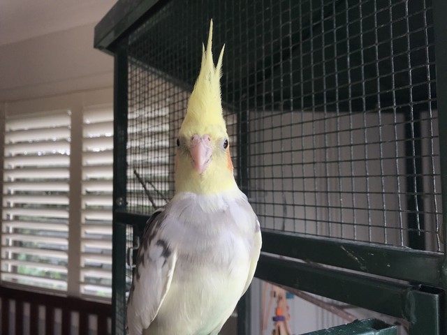 best grain free dog food with taurine