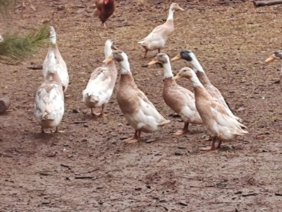 5 +1 Pure Bred White/Fawn Indian Runner Eggs