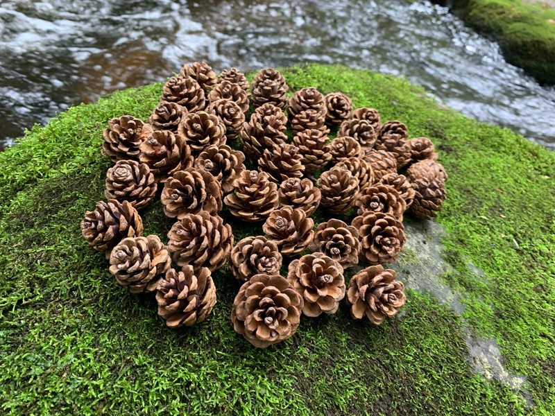 Pine Cones, Red Pine, 50 count, Smaller in Size