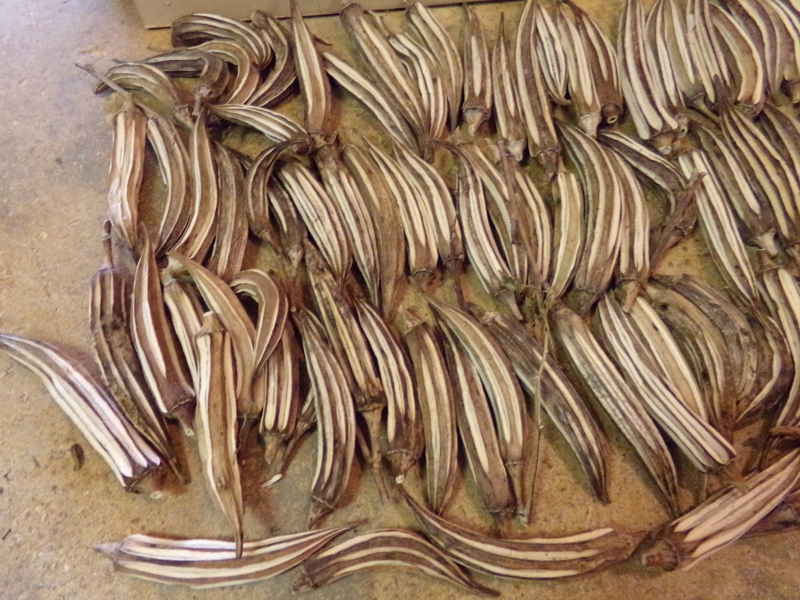 Dried Okra Pods Crafts Floral Wreaths Primitives Decor 90+